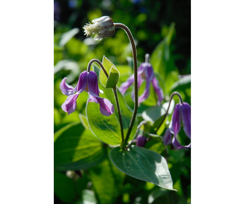 Mongolian Bells Clematis